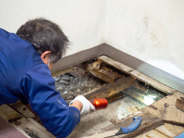 Best Emergency Mold Remediation in Greenville, TX