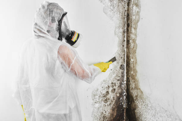 Best DIY Mold Remediation Support Services in Greenville, TX