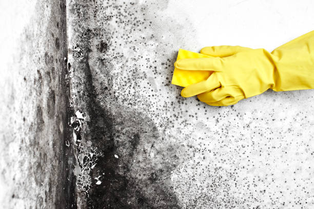 Best Mold Remediation for Specific Building Types in Greenville, TX
