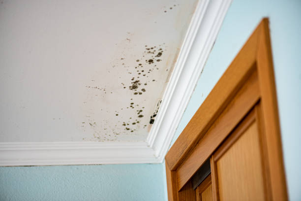 Best Bathroom Mold Remediation in Greenville, TX
