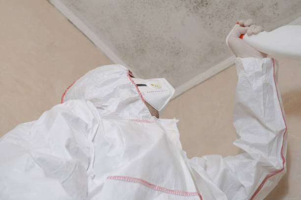 Best Kitchen Mold Remediation in Greenville, TX