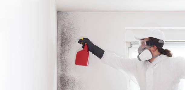 Best Insurance-Related Mold Remediation in Greenville, TX