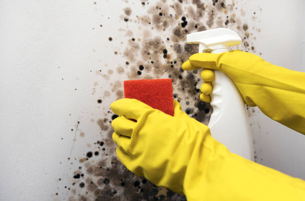 Best Post-Flood Mold Remediation in Greenville, TX