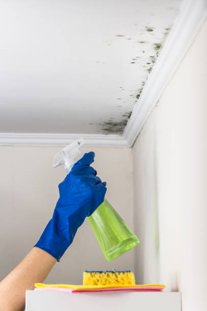 Best Basement Mold Remediation in Greenville, TX